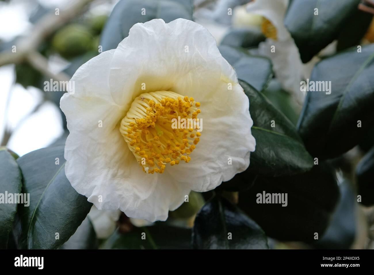 Camellia japonica 'Yukimi guruma'  in flower. Stock Photo