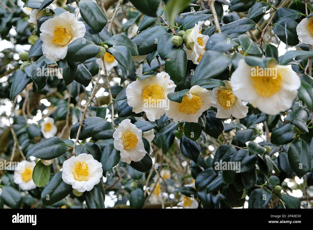 Camellia japonica white swan hi-res stock photography and images - Alamy
