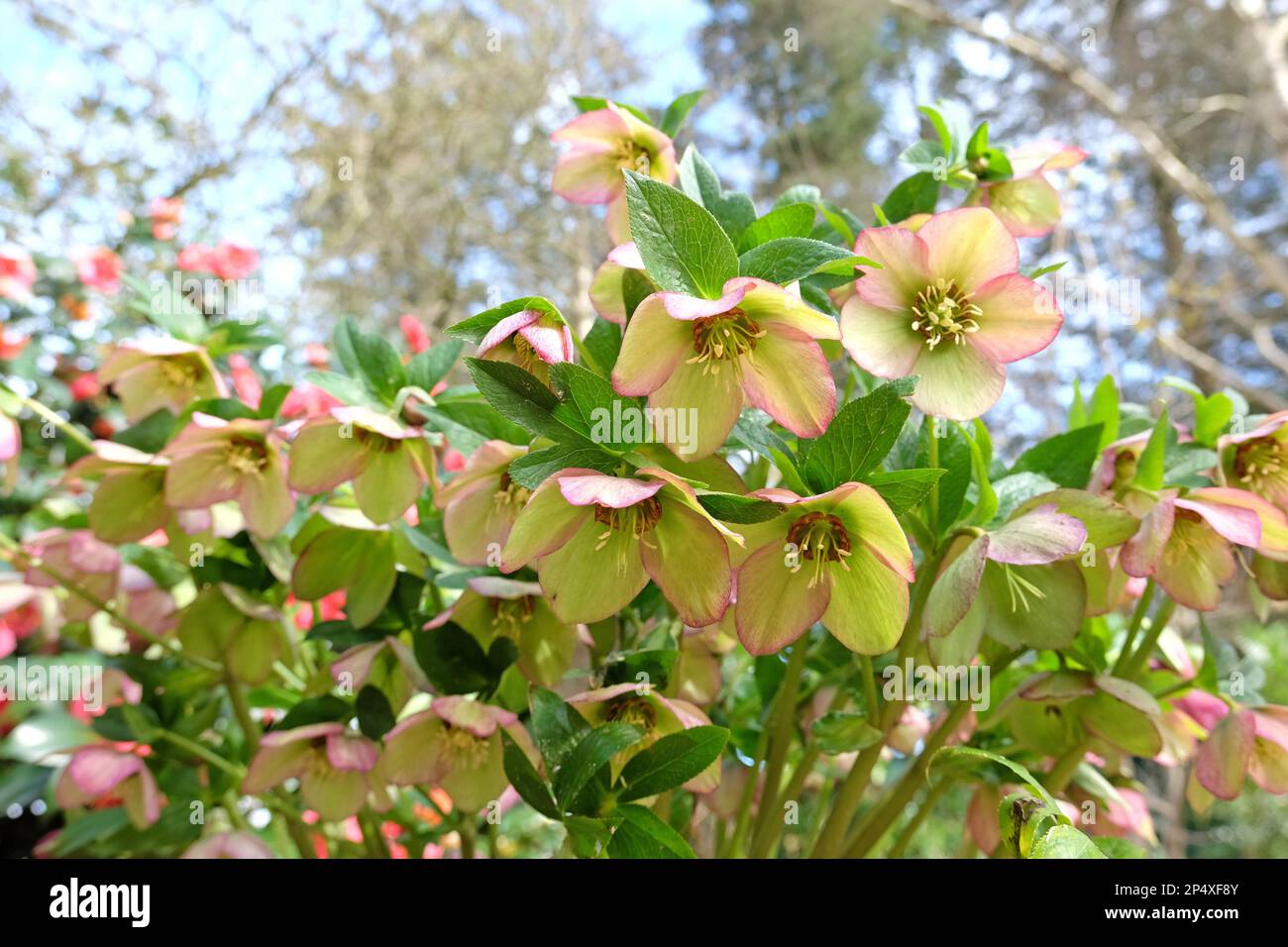 Cream and pink tinged Hellebores, or lenten rose, in flower Stock Photo