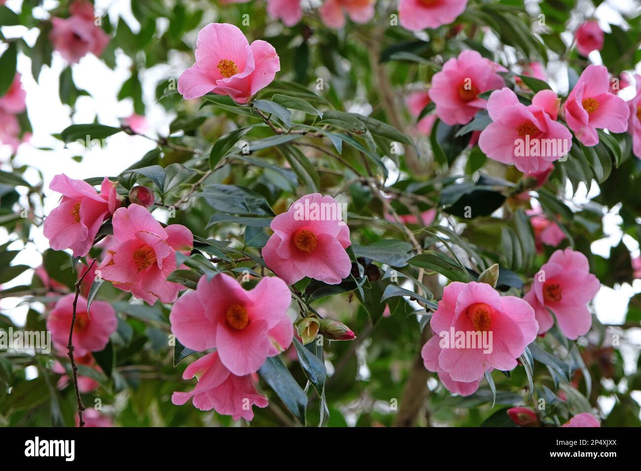 Single Camellia 'Bow Bells' in flower Stock Photo Alamy