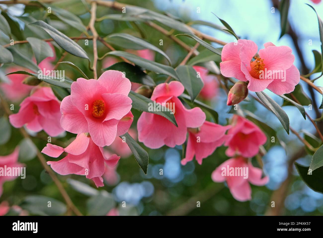 Single Camellia 'Bow Bells' in flower. Stock Photo