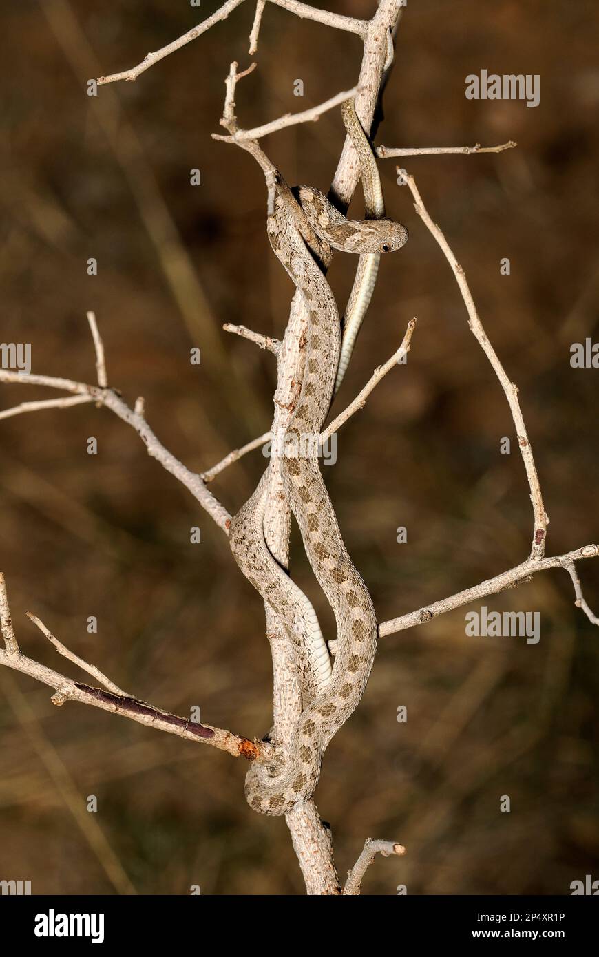 Common Egg Eater Snake (Dasypeltis scabra) climbing along a twig, Windhoek, Namibia, January Stock Photo