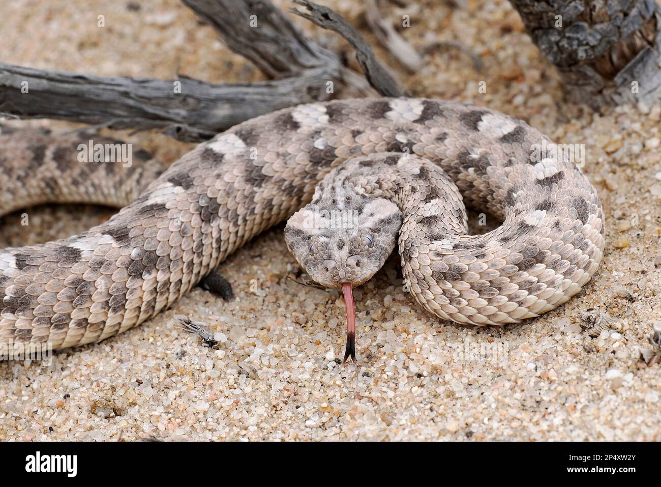 Horned Adder Snake (Bitis caudalis) in aggressive posture on sandy ...
