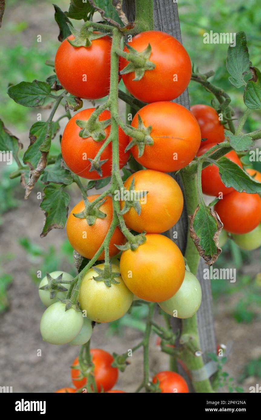 In the garden, cherry tomatoes grow in open ground Stock Photo - Alamy