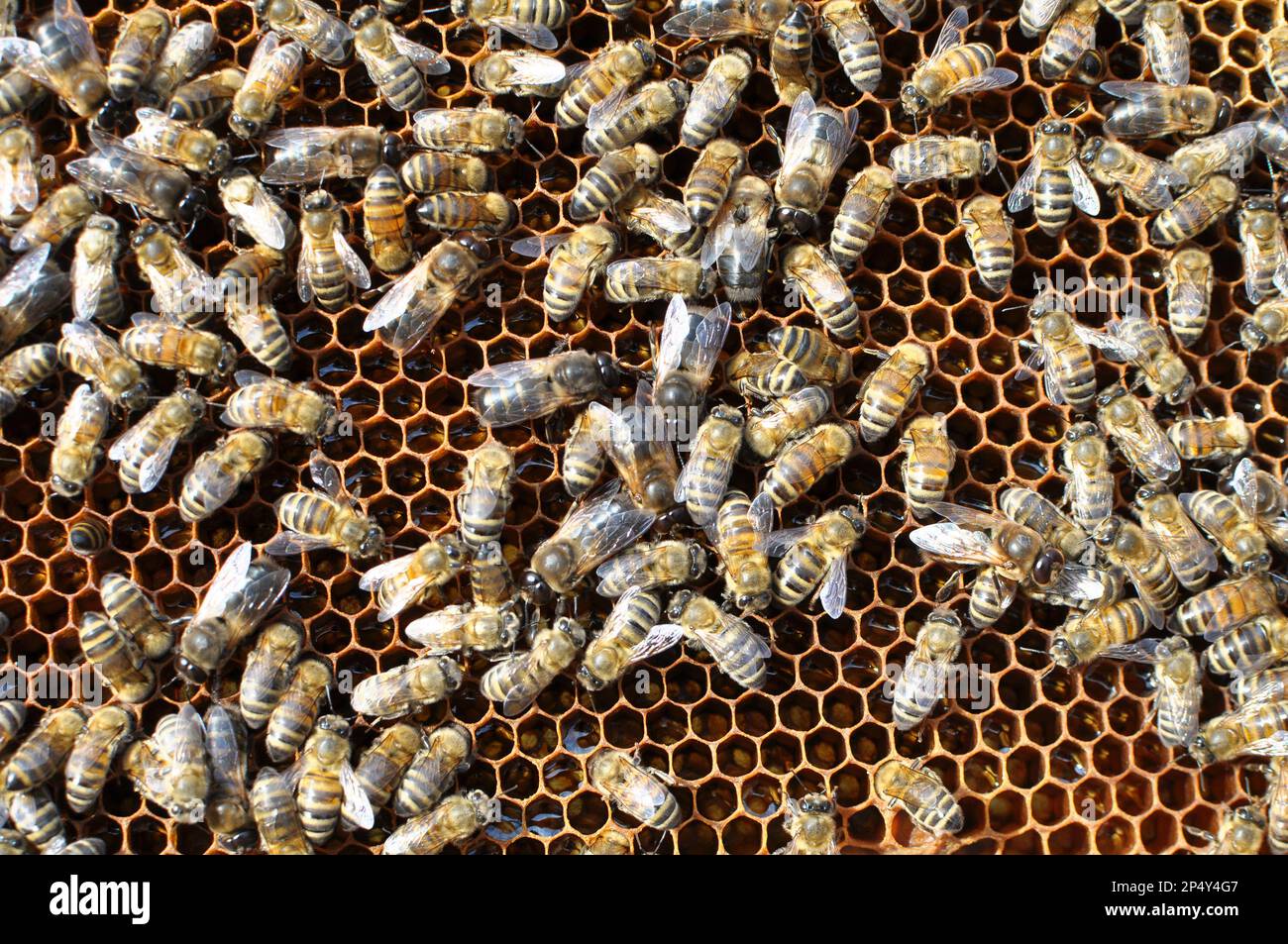 Drones and worker bees on part of the comb Stock Photo