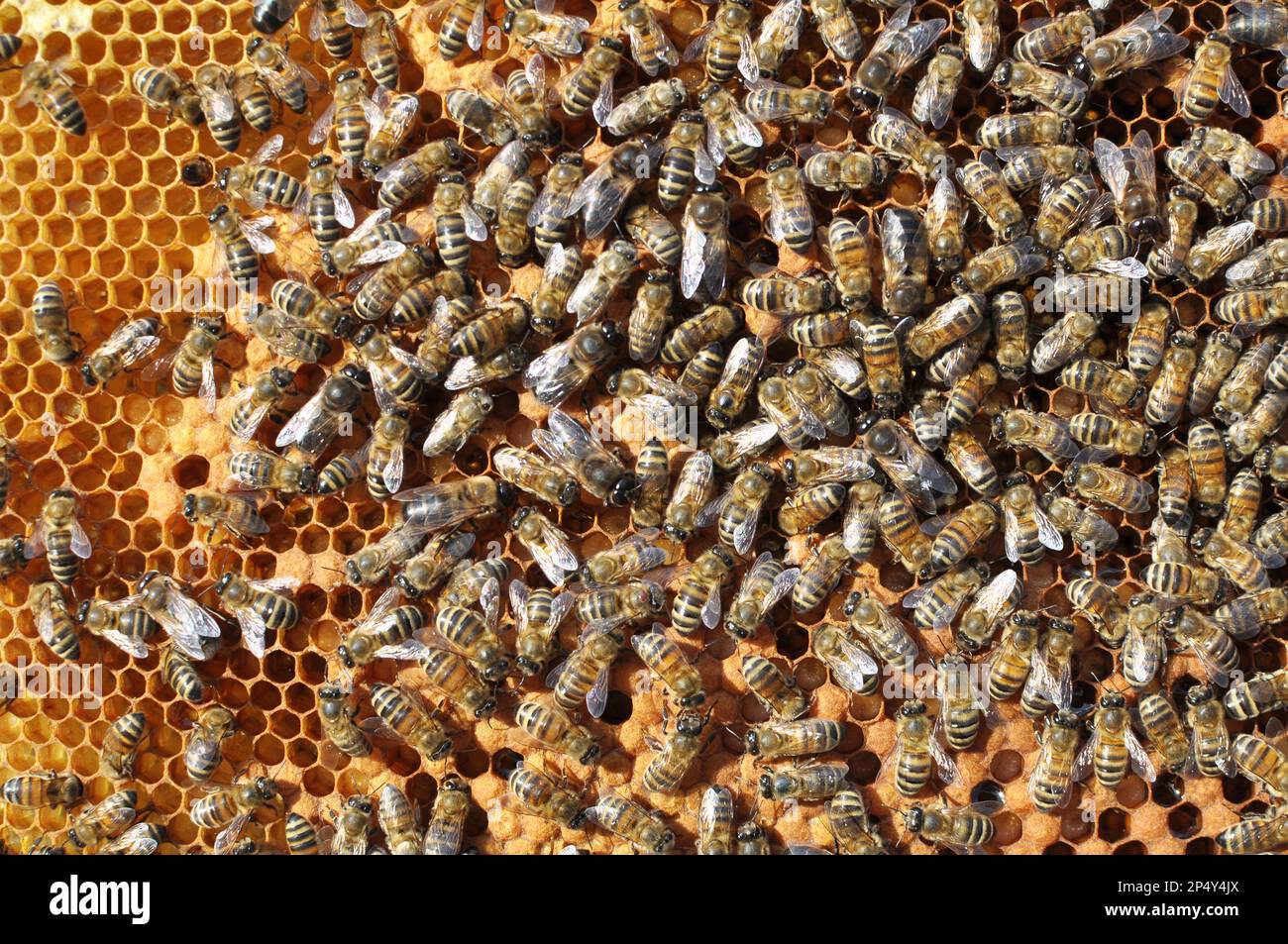 Drones and worker bees on part of the comb Stock Photo