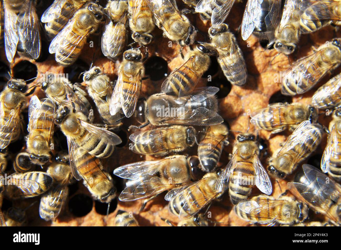 Drones and worker bees on part of the comb Stock Photo