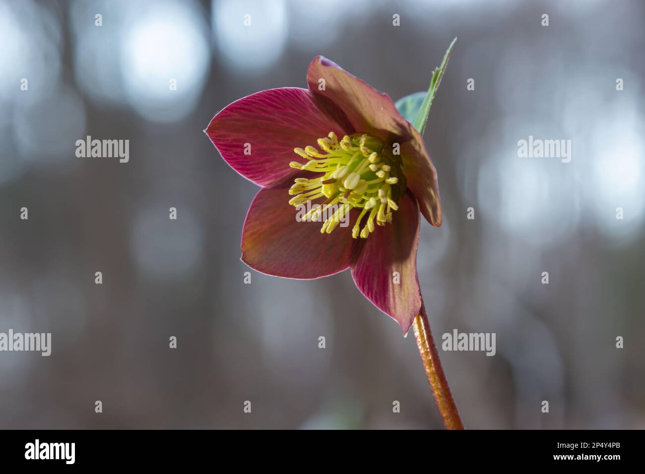 Group of pink christmas rose, Helleborus niger, flowers in a beech forest. Stock Photo