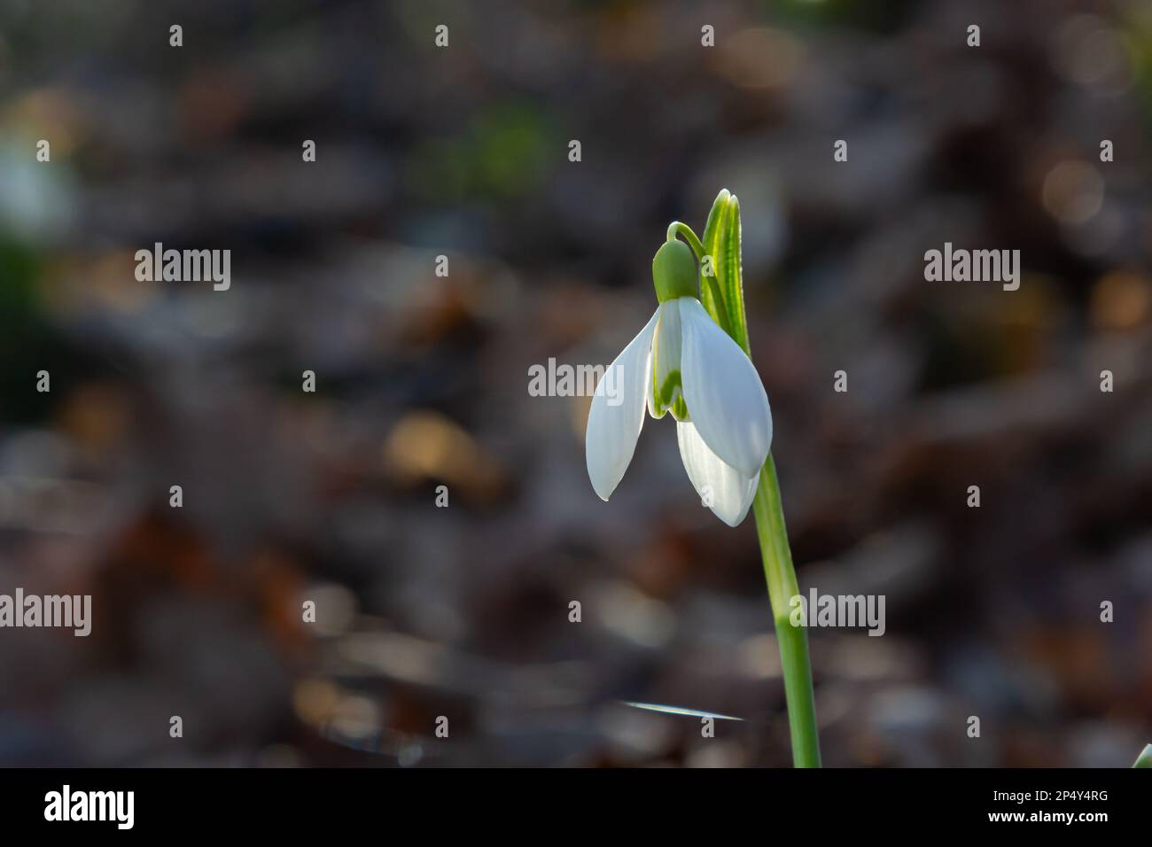 Spring bulbous flower hi-res stock photography and images - Page 7 - Alamy