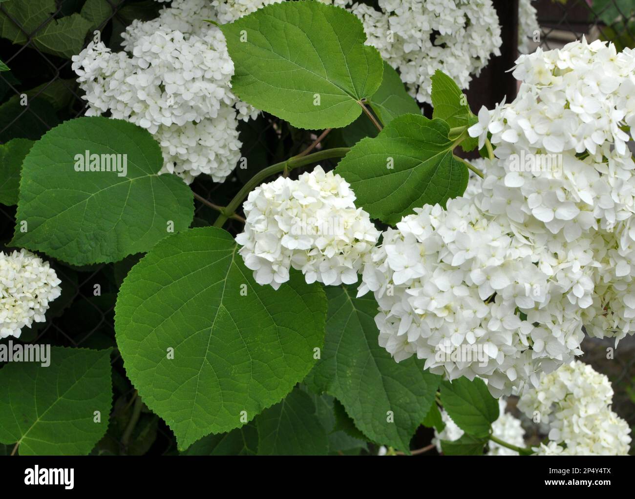Tree hydrangea is blooming in the garden Stock Photo