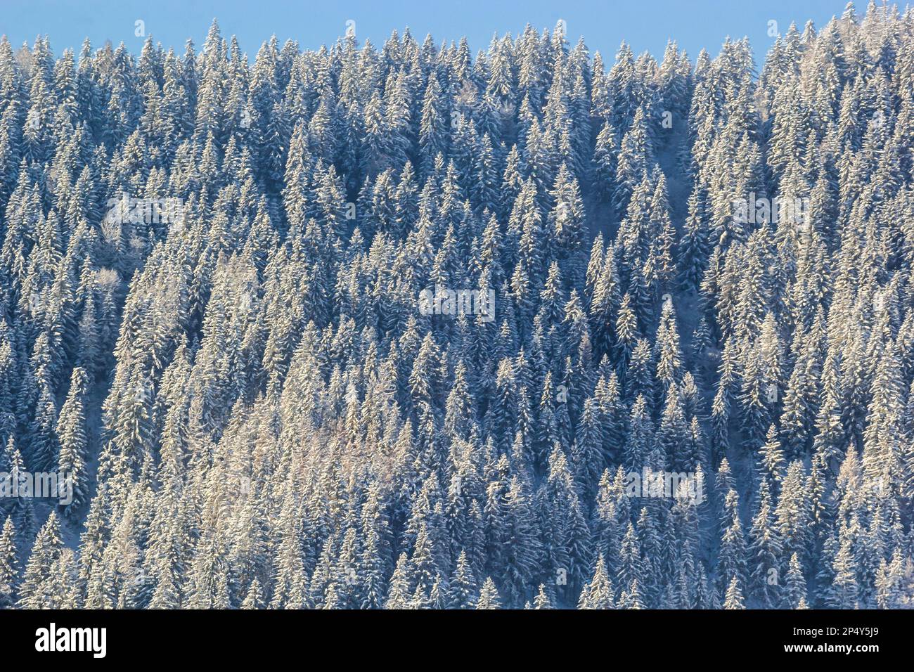 Rural hills, groves and agricultural lands in the winter remote Carpathian mountain village. brae. Stock Photo