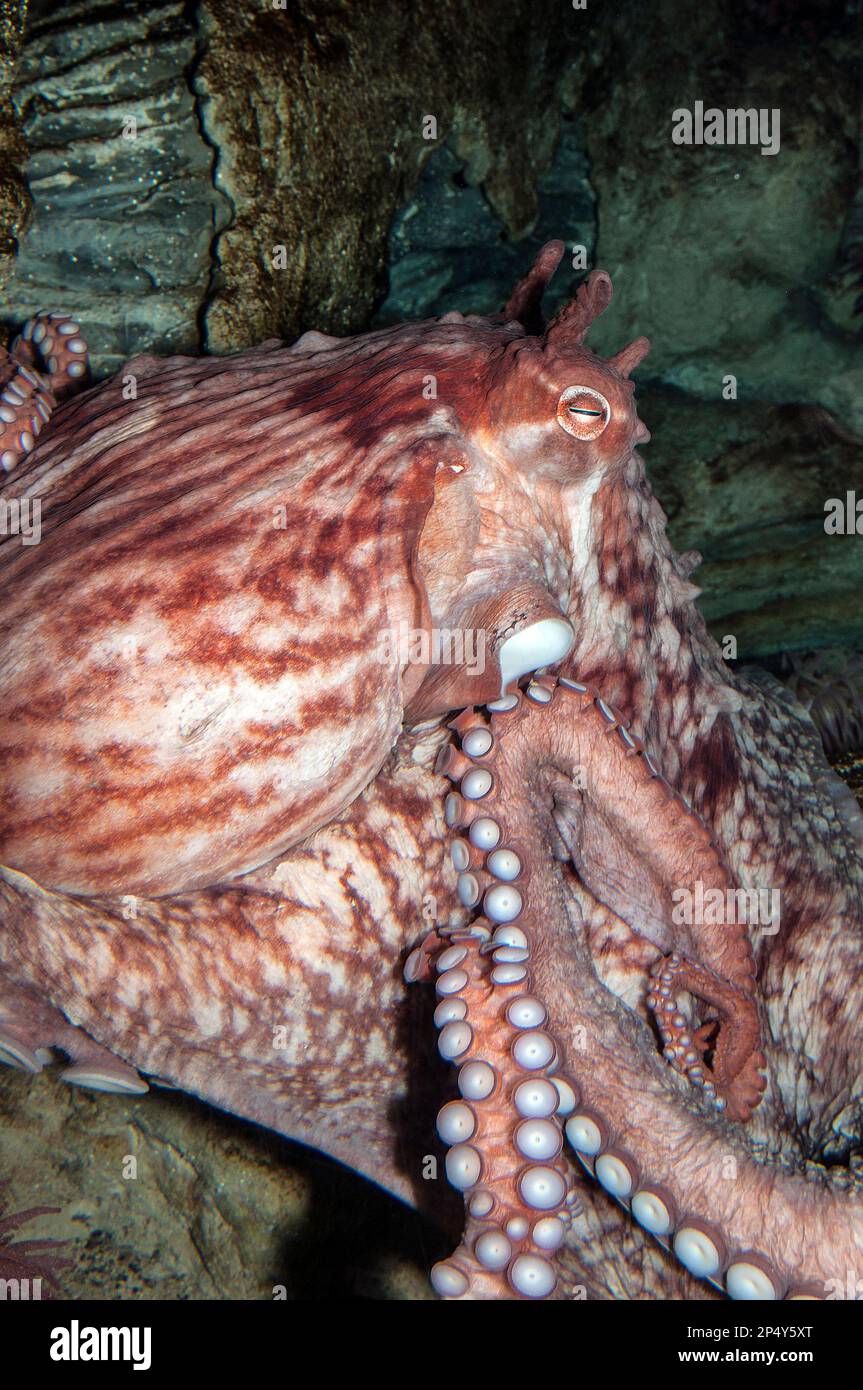 Giant pacific octopus medium shot, vertical Stock Photo