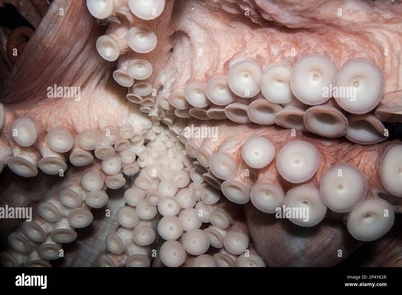 Giant pacific octopus close-up, tentacles Stock Photo