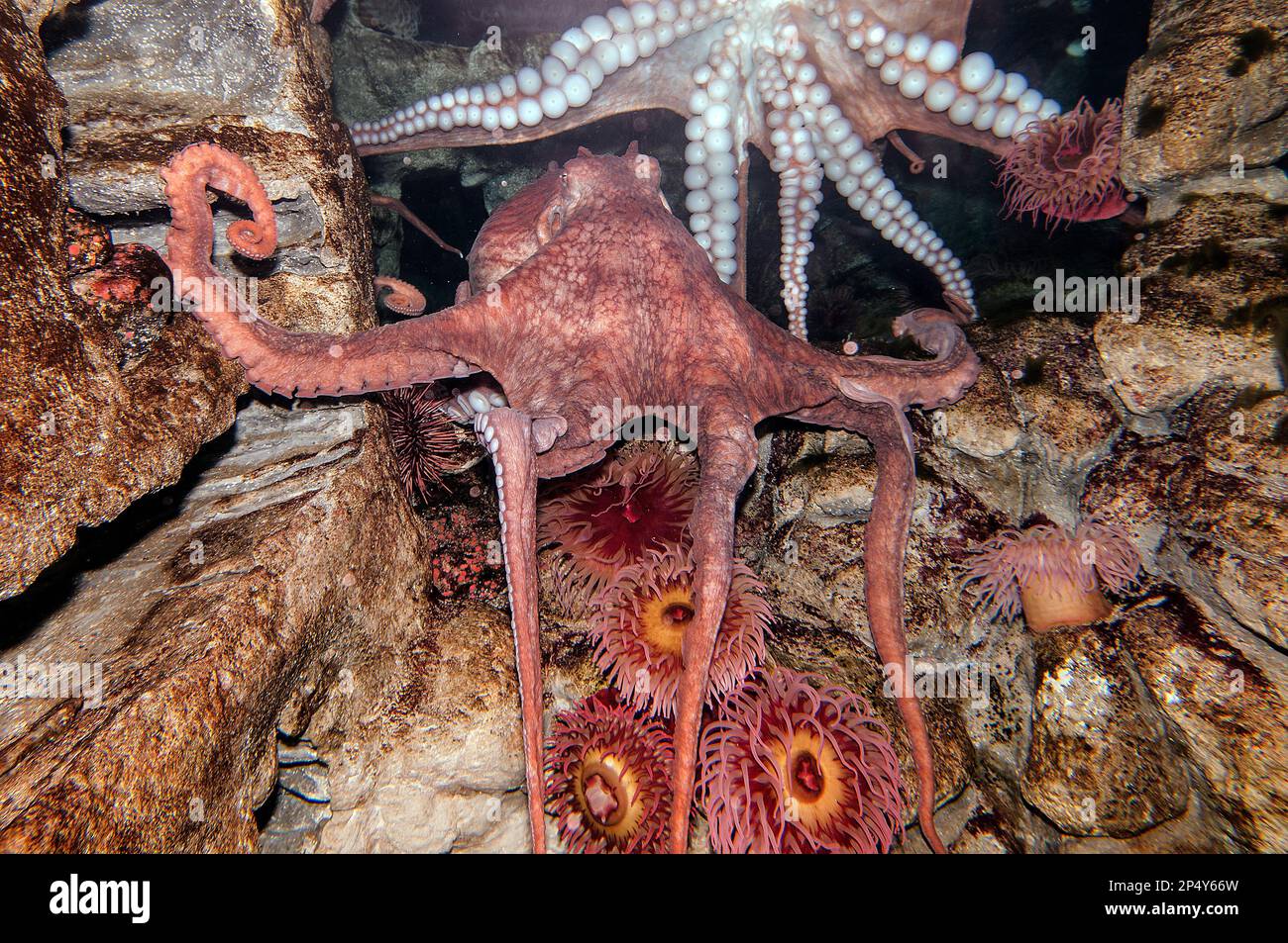 Giant pacific octopus full body view, 2 shot Stock Photo