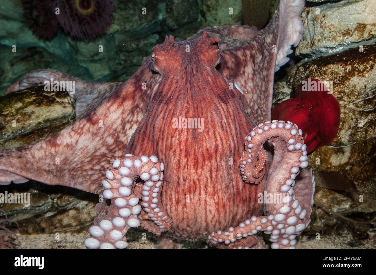 Giant pacific octopus full body view Stock Photo