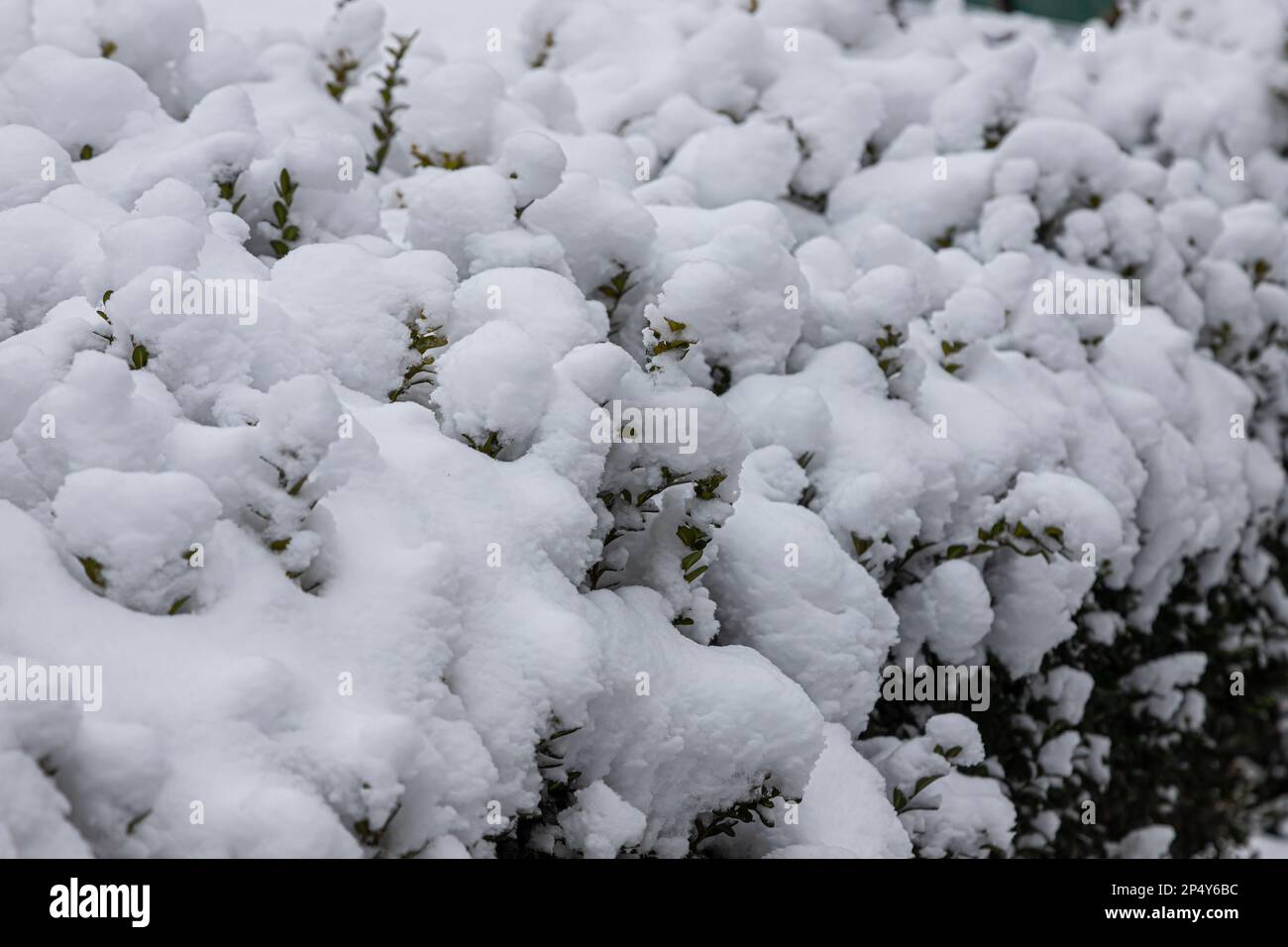 plant with green leaves under the snow on a background of snow ...