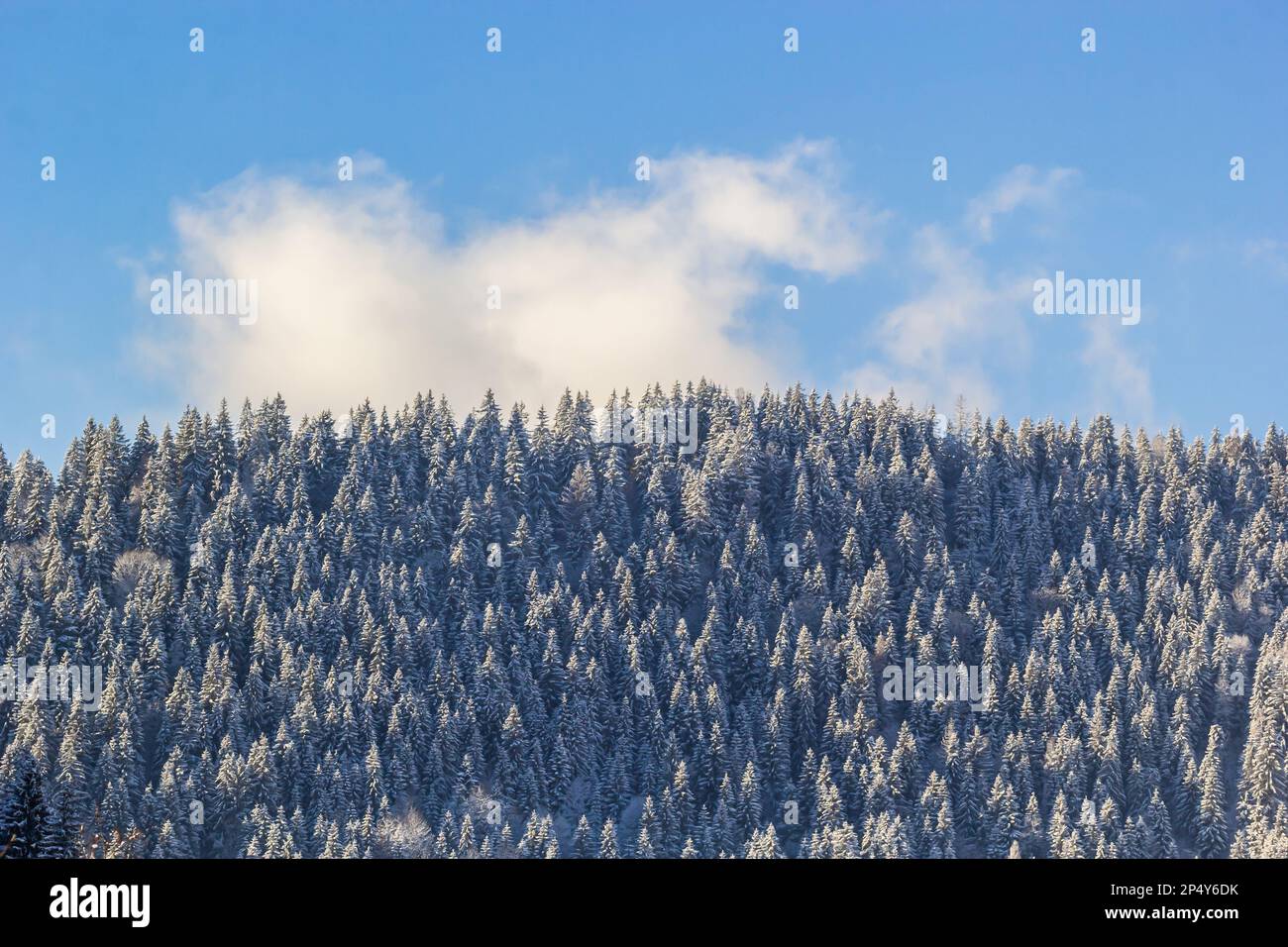 Rural hills, groves and agricultural lands in the winter remote Carpathian mountain village. brae. Stock Photo