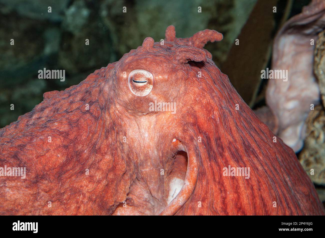 Giant pacific octopus close-up, face Stock Photo