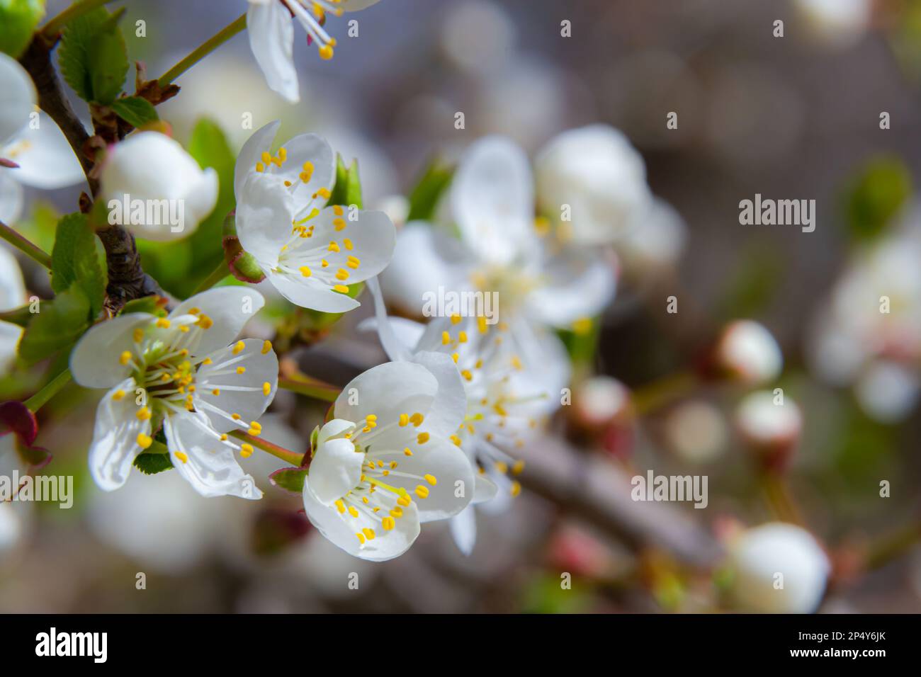 Spring blossoms of Spreading Plum tree, Prunus divaricata, white flowers blooming during Spring Sakaru season. Macro closeup. Stock Photo