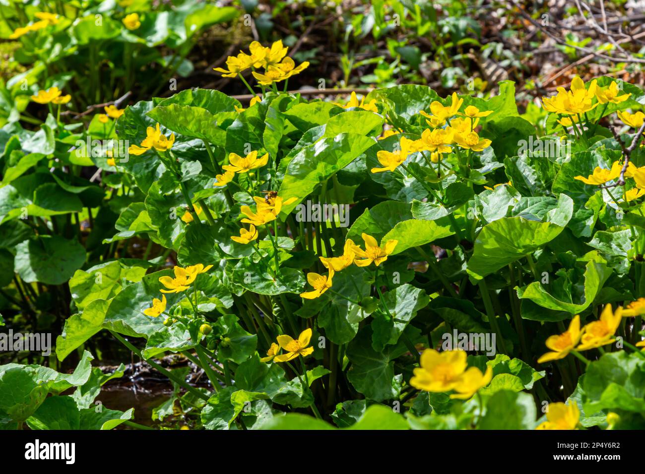 Marsh Marigold Caltha palustris yellow flowers against the backdrop of