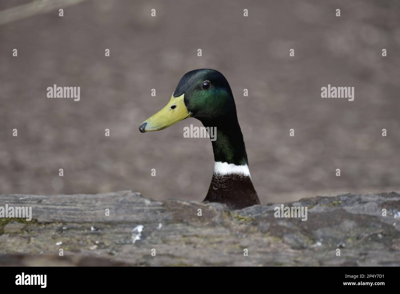 Head and Neck Portrait of a Drake Mallard Duck (Anas platyrhynchos) Peering Over Top of a Decaying Tree Log in Foreground, taken in the UK in February Stock Photo