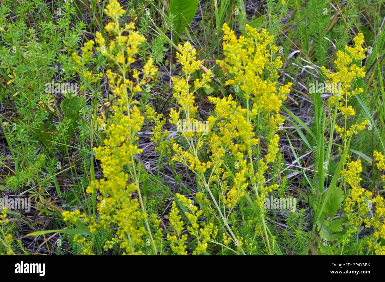 Galium verum grows among grasses in the wild Stock Photo