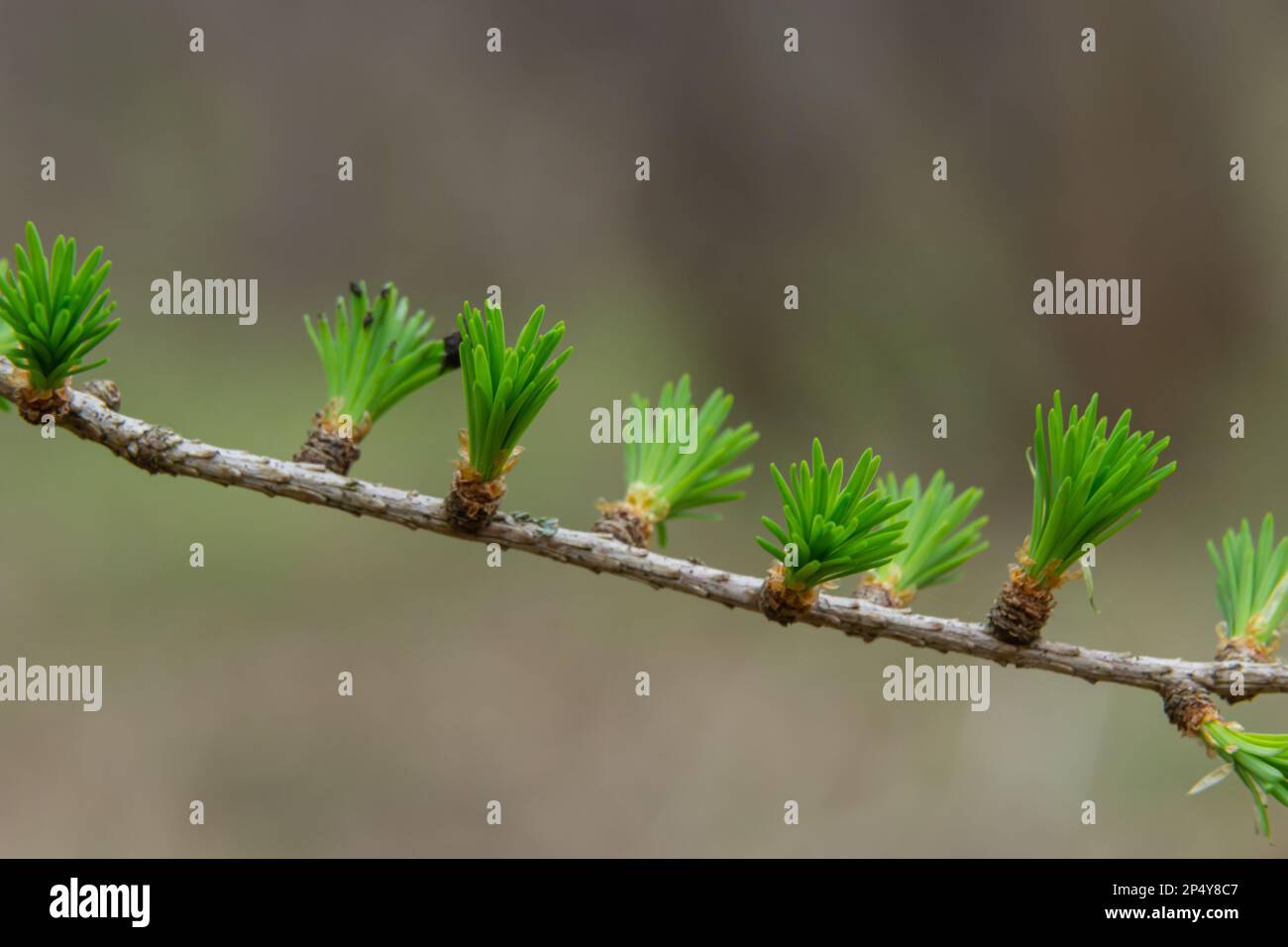 A young branch of a flowering larch on a Sunny spring day. Stock Photo
