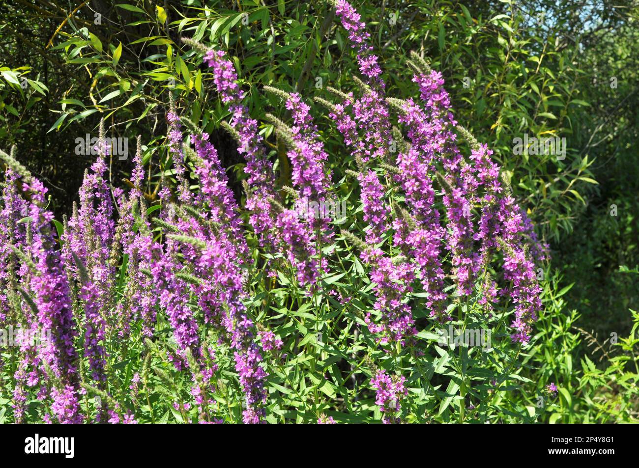 Lythrum salicaria grows in the wild on the riverbank and in wet places Stock Photo