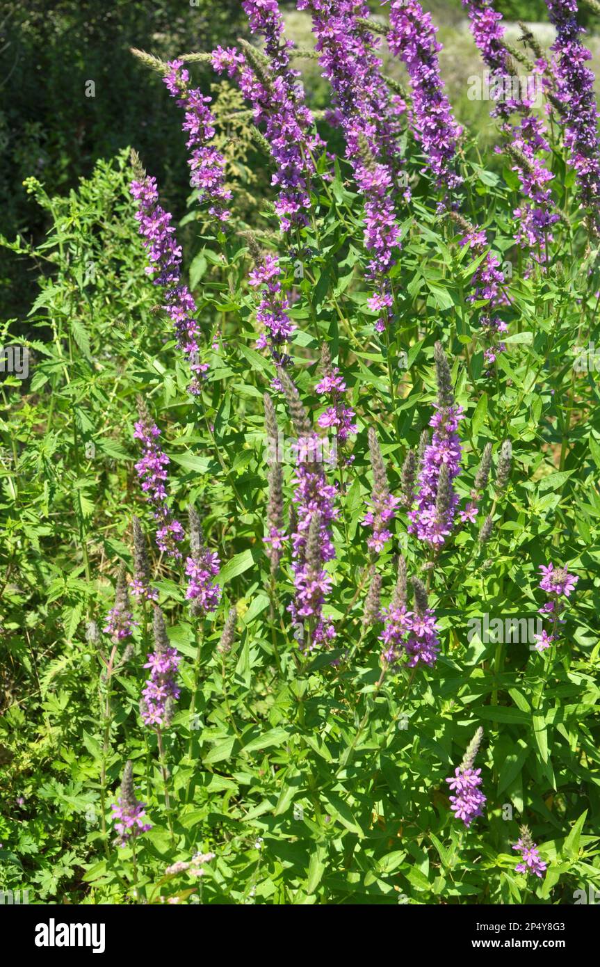 Lythrum salicaria grows in the wild on the riverbank and in wet places Stock Photo