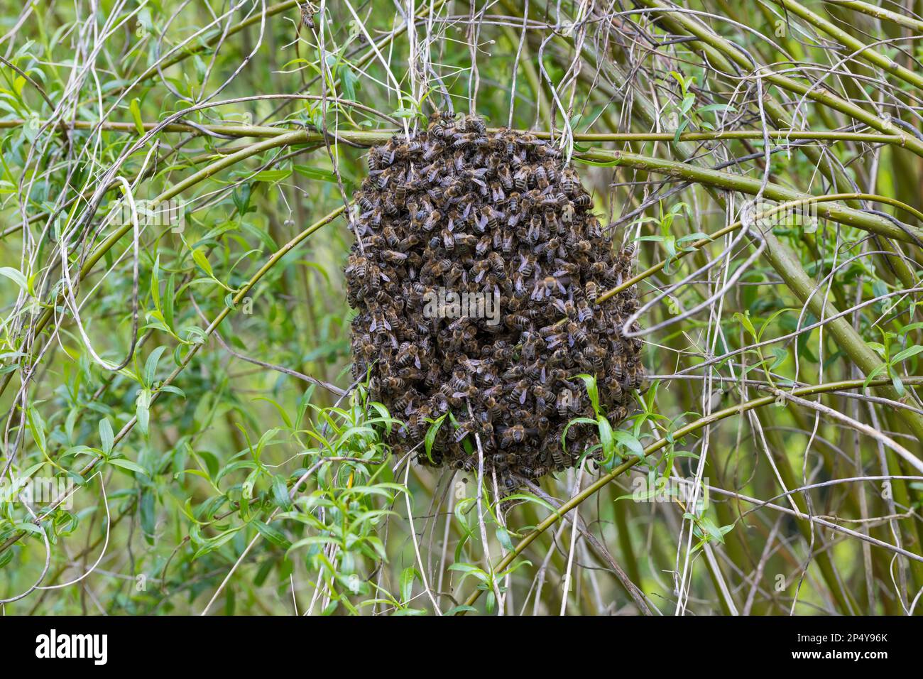 Honigbiene, Bienenschwarm, Schwarm, Volk schwärmt aus, Bienenvolk, Honig-Biene, Europäische Honigbiene, Westliche Honigbiene, Biene, Bienen, Apis mell Stock Photo