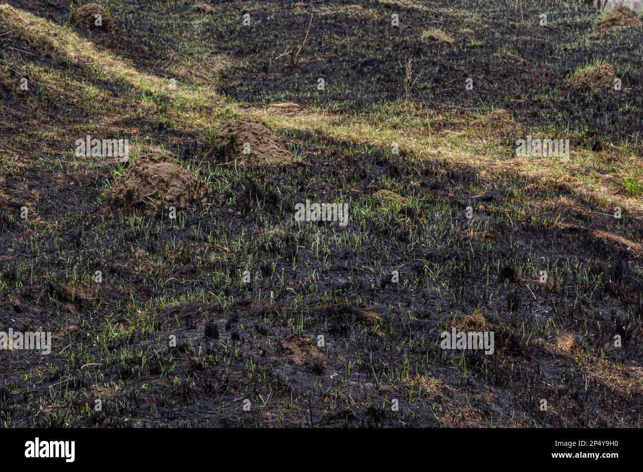 Scorched field after spring hi-res stock photography and images - Alamy
