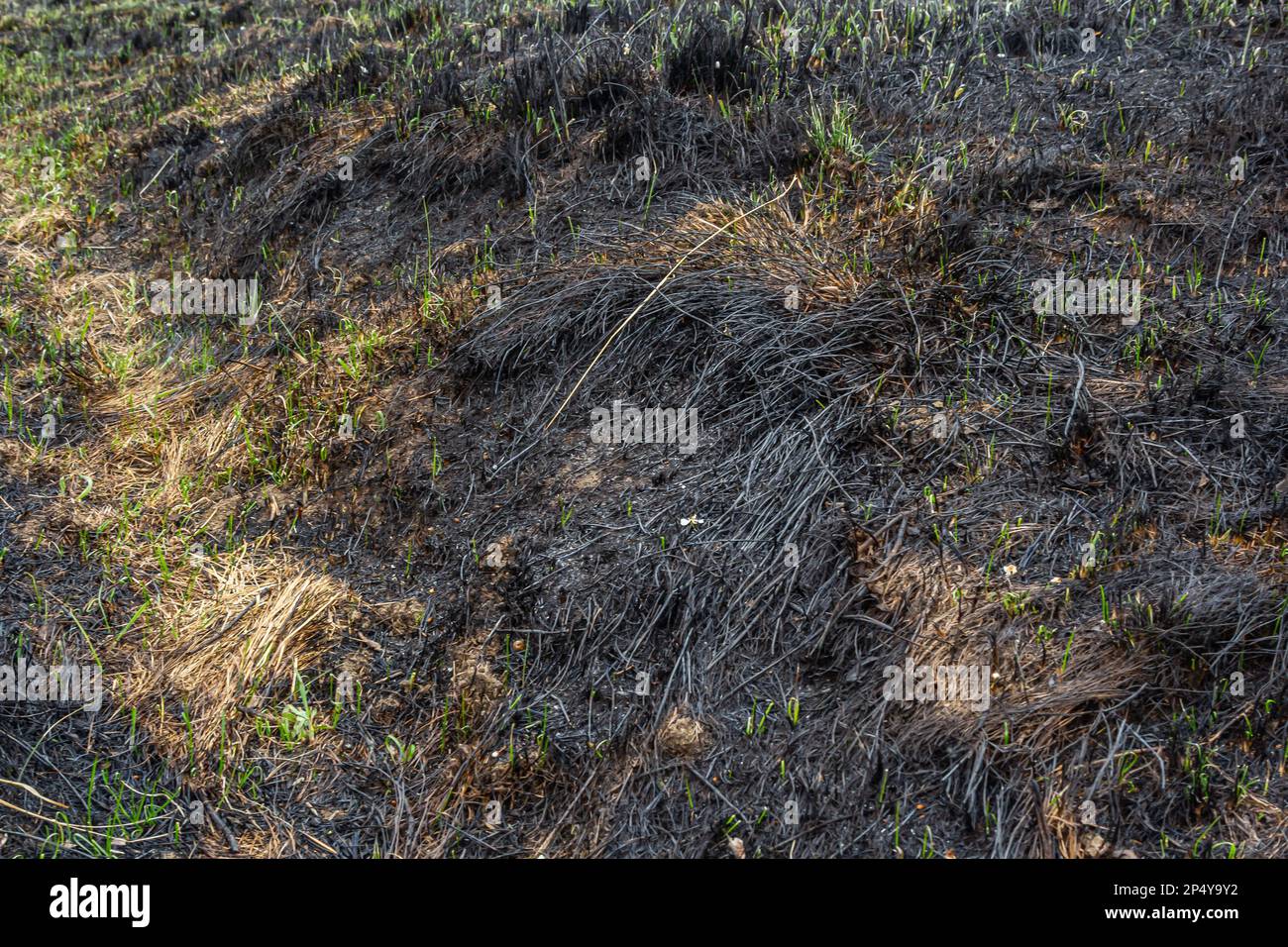Field after fire - scorched grass and trees Stock Photo - Alamy