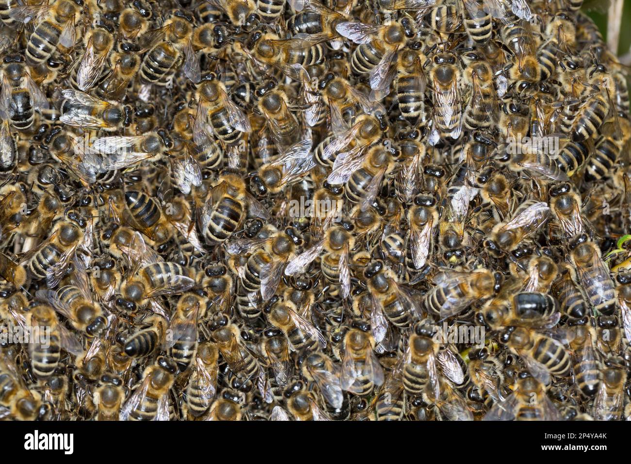 Honigbiene, Bienenschwarm, Schwarm, Volk schwärmt aus, Bienenvolk, Honig-Biene, Europäische Honigbiene, Westliche Honigbiene, Biene, Bienen, Apis mell Stock Photo