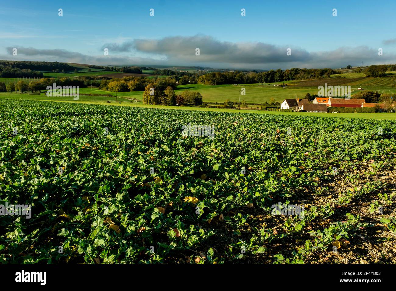 Green cabbages in an open field Chouxverts dans un champ Stock Photo