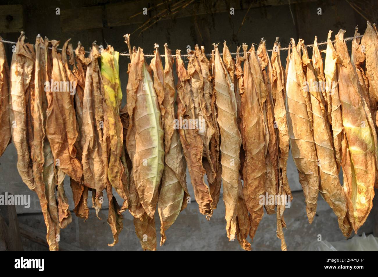how to get tobacco Minimum Age to Buy Tobacco Products is Now 21