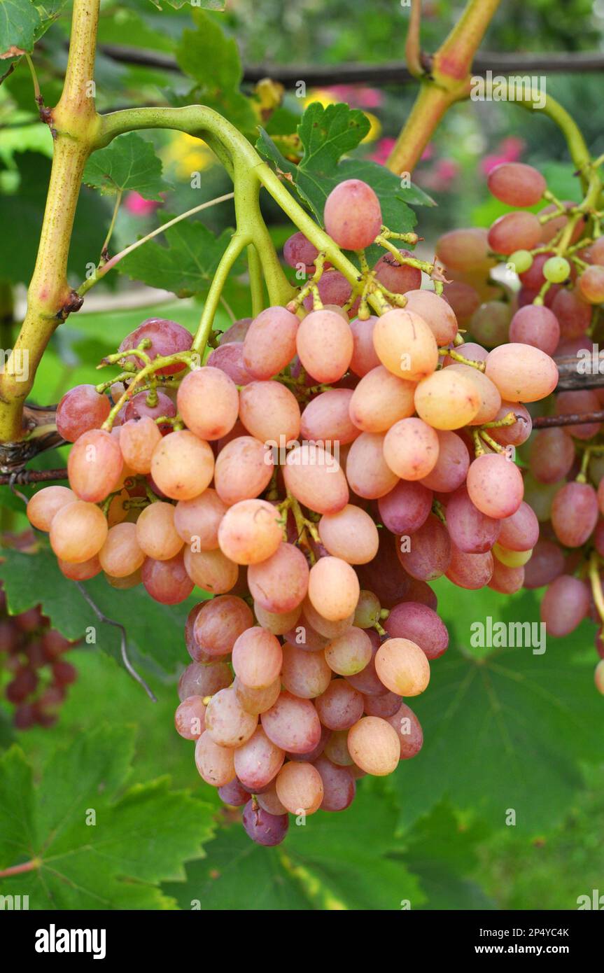 A bunch of grapes ripen on the branch of the bush Stock Photo - Alamy