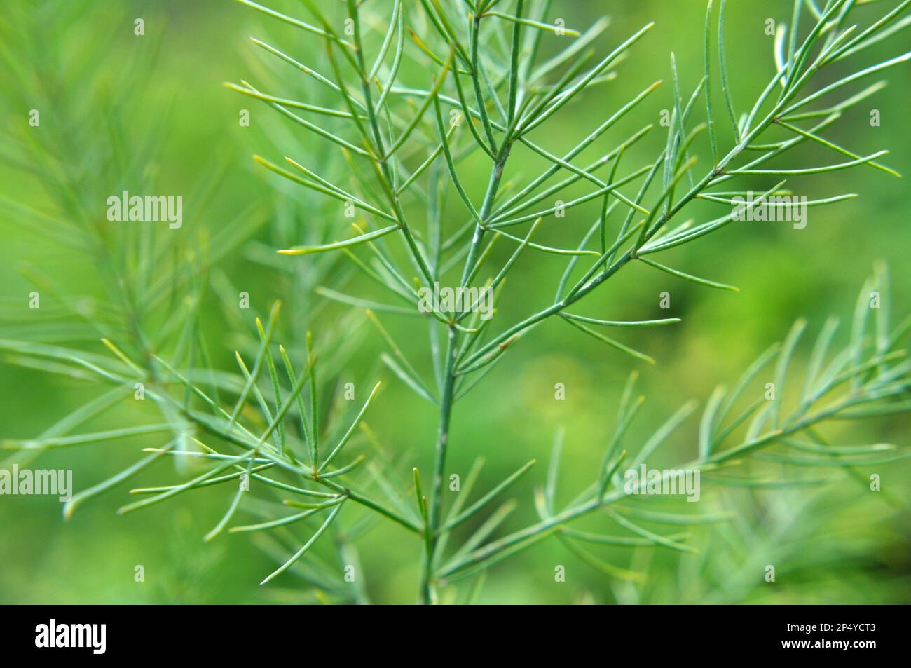 Asparagus grows in the garden, which is an edible, medicinal and