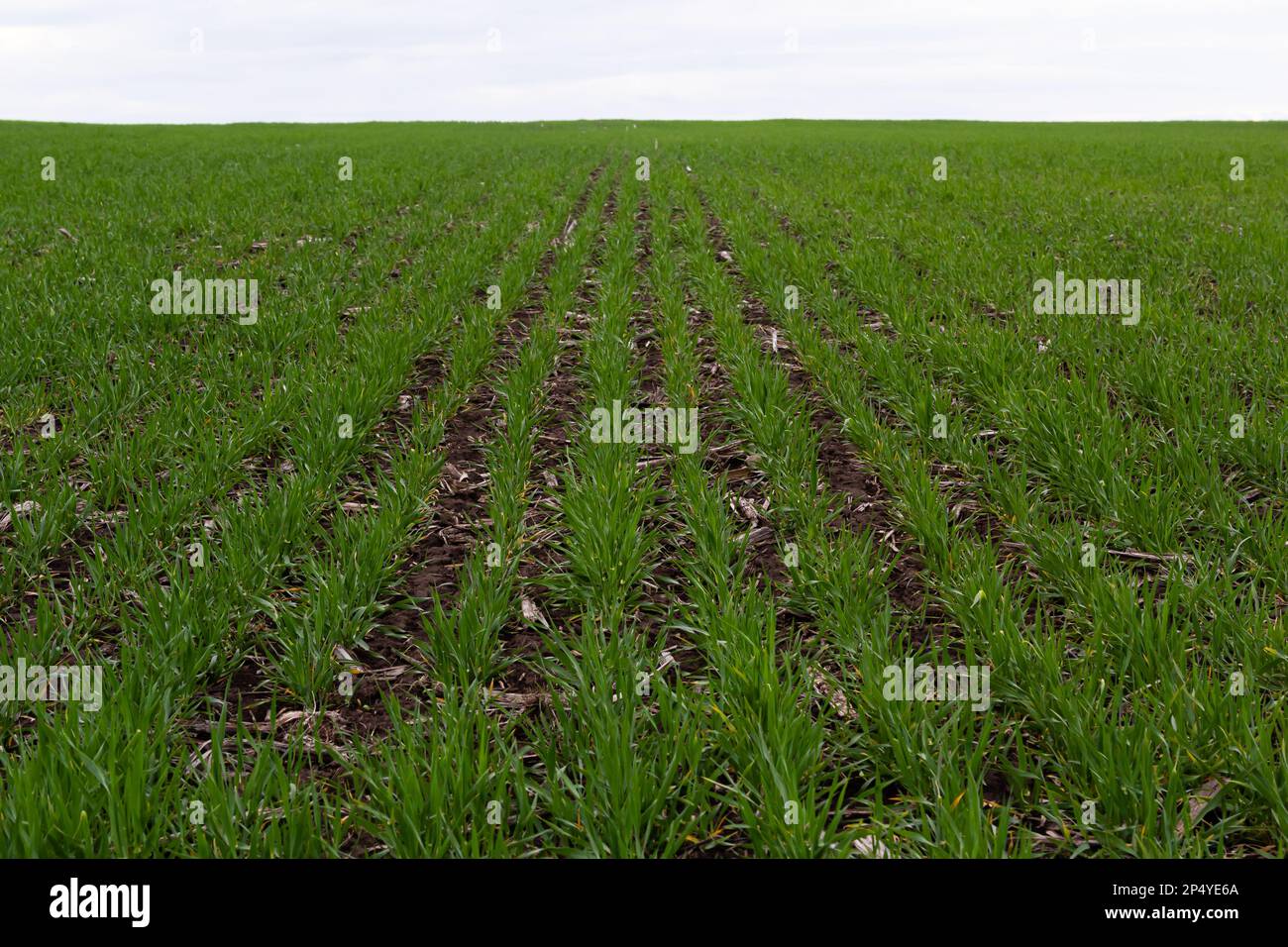 Green rye field rural hi-res stock photography and images - Alamy