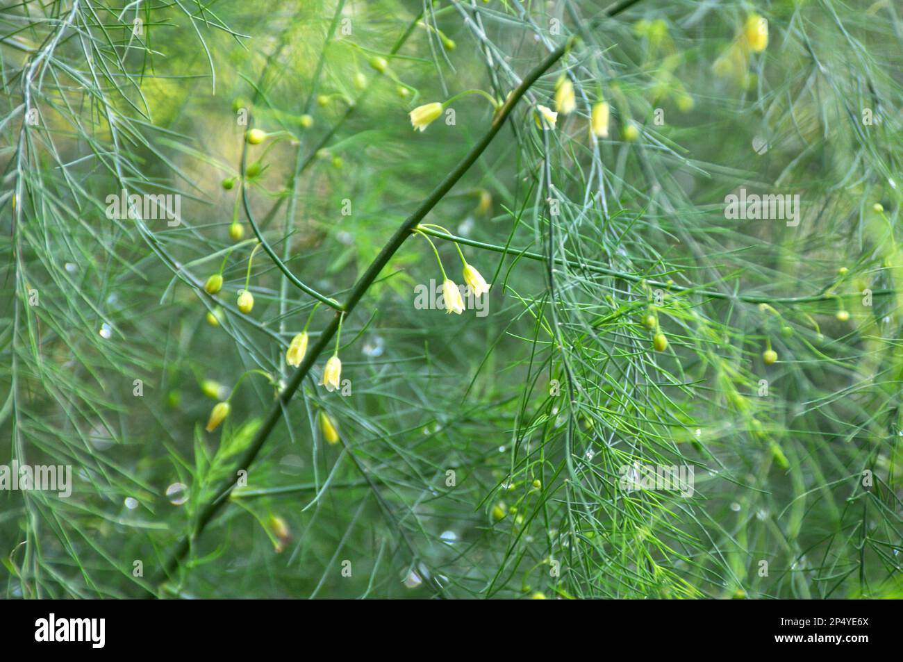 Asparagus grows in the garden, which is an edible, medicinal and