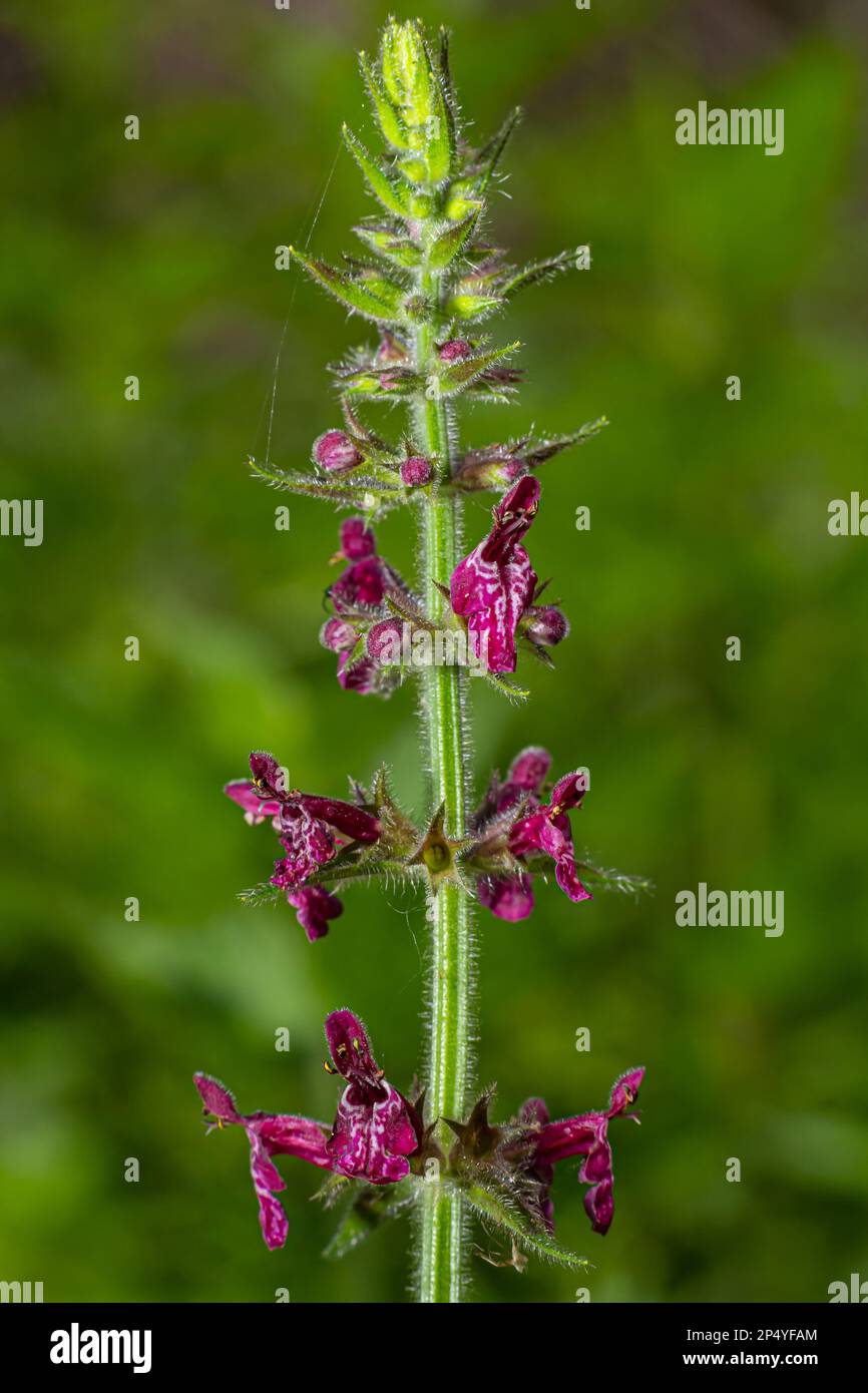 Blooming wild flower called Hedge Woundwort, Whitespot Stachys sylvatica. Stock Photo