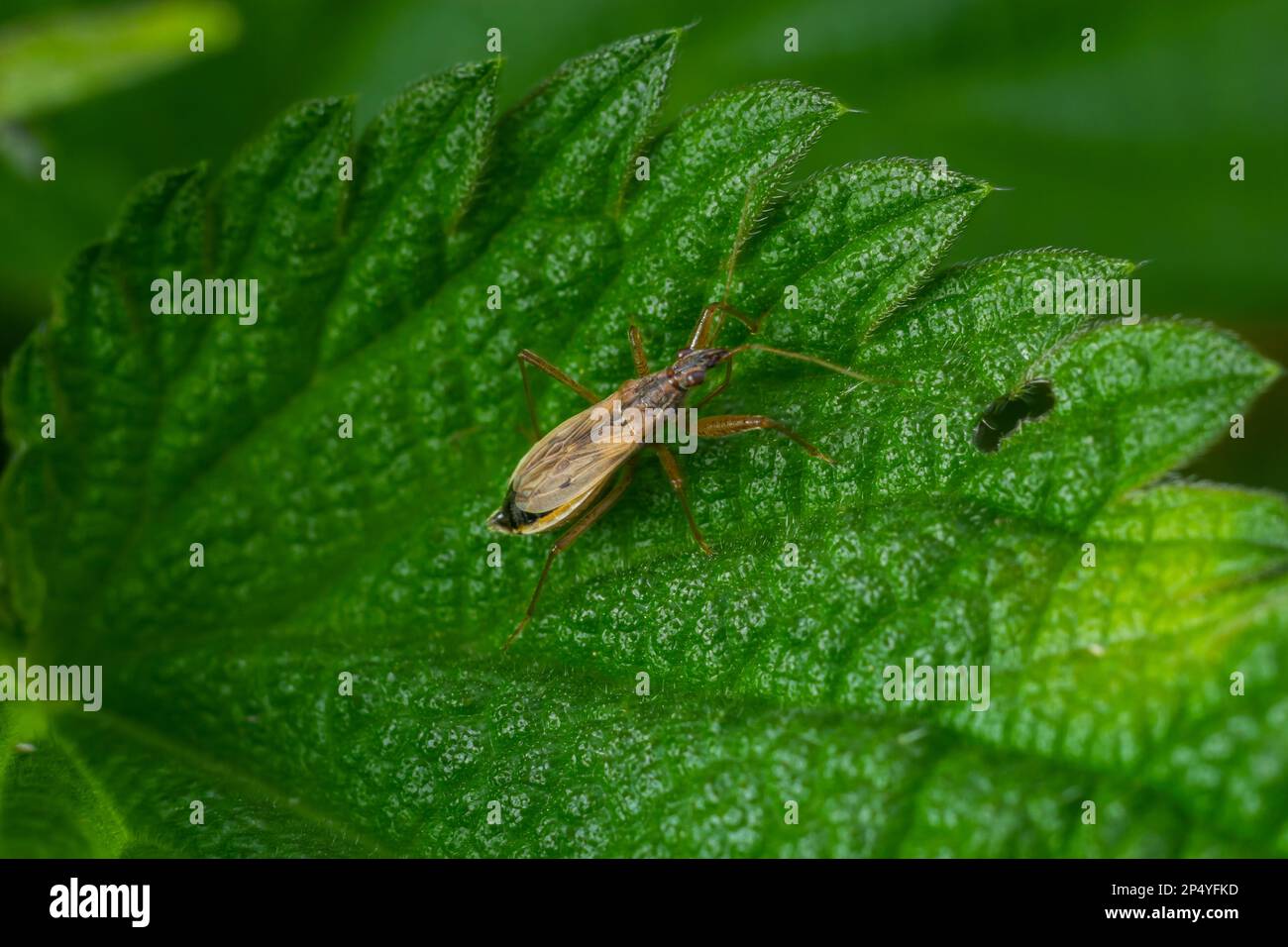 Nabis rugosus - Rotbraune Sichelwanze on a leaf on a summers day. Stock Photo