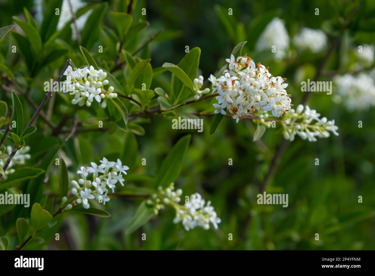 Ligustrum vulgare wild european privet white flowering plant, group of scented flowers in bloom on shrub branches, green leaves. Stock Photo