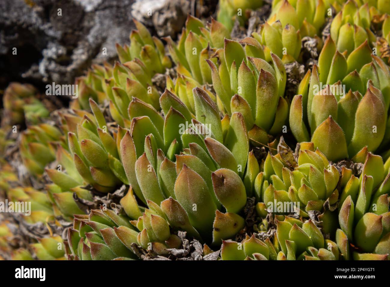 Sempervivum tectorum, common Houseleek. Perennial plant growing in flower pot. Sempervivum in nature. Liveforever plant, succulent. Stock Photo