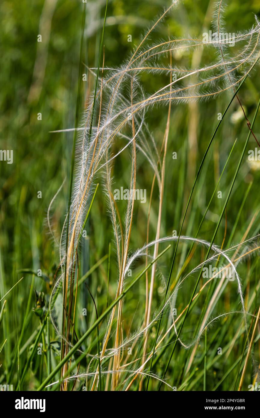 Feather grass, Stipa pennata and Timothy grass, Phleum pratense in a steppe meadow. Stock Photo