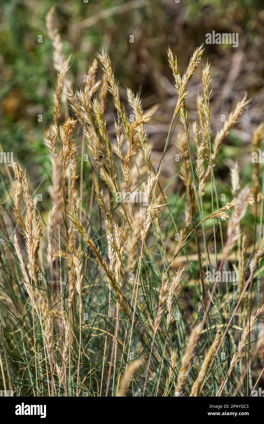 Anthoxanthum odoratum Poaceae family plant in spring at flowering time, selective focus. Stock Photo