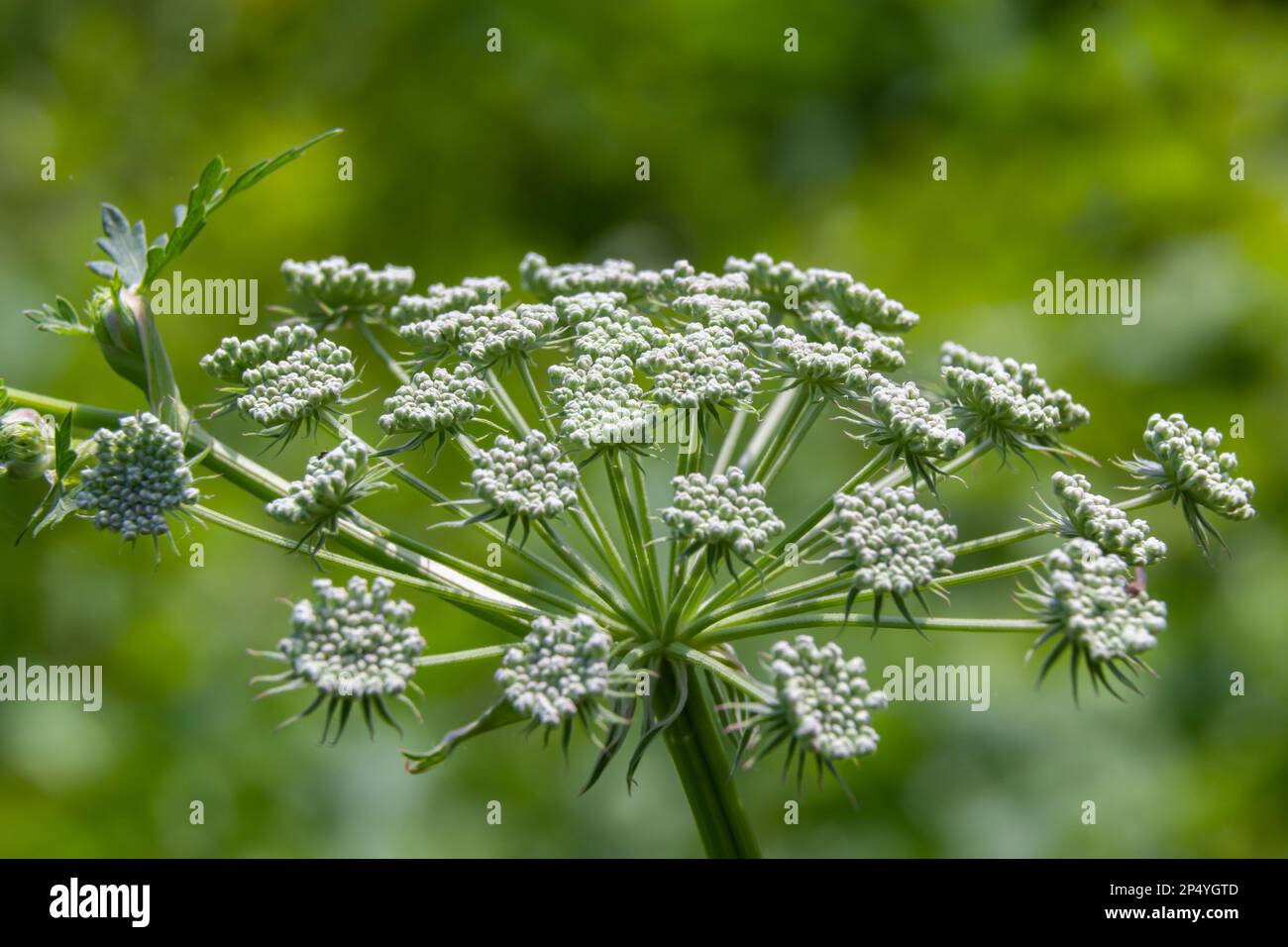 Flowering black cumin, Bunium bulbocastanum in the natural environment on a green background. Stock Photo