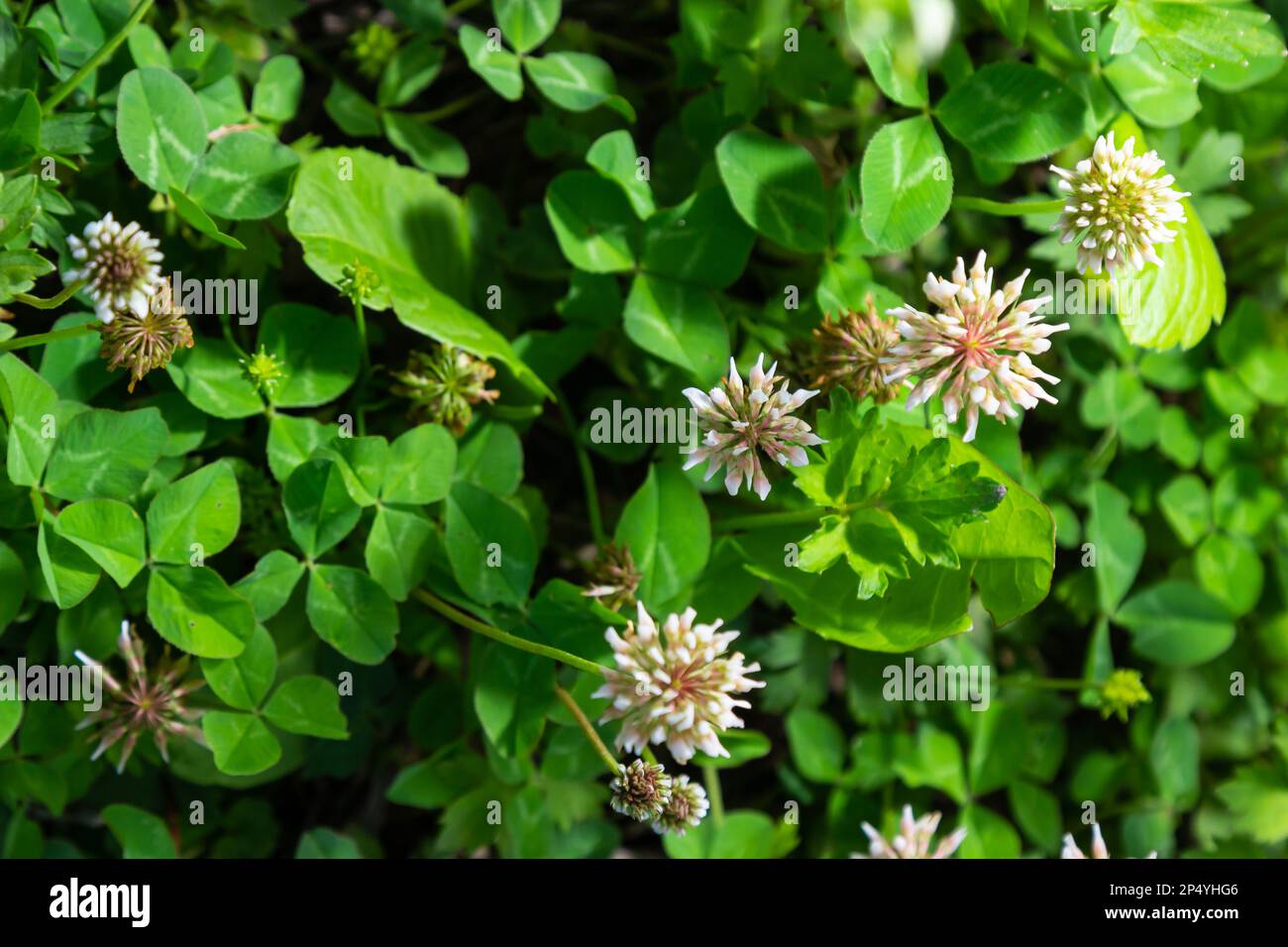 White clover aka Trifolium repens in grass on summer meadow. Close up of shamrock flower in green blurred background. Nectar source flowering plant. Stock Photo