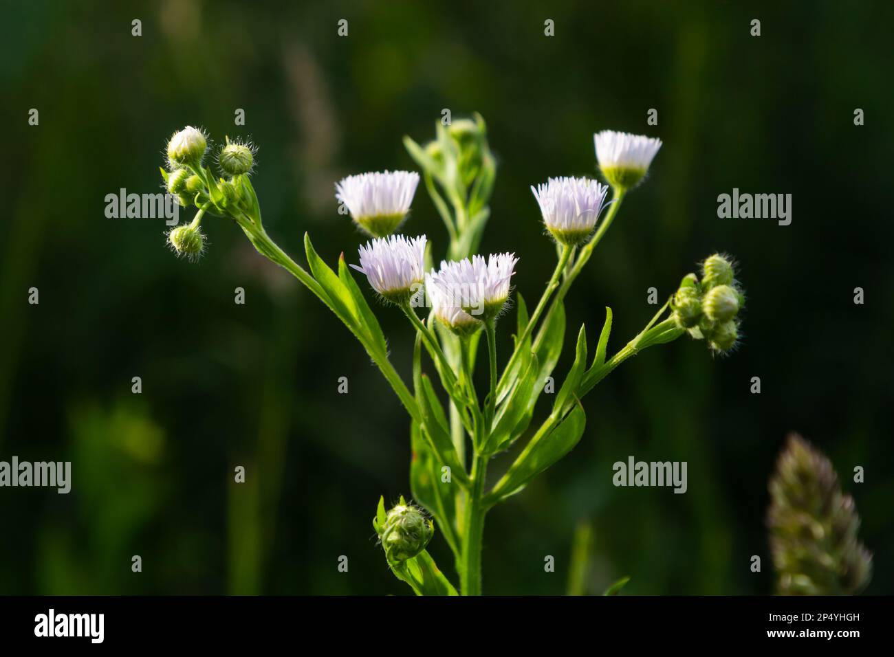 Philadelphia Fleabane, Erigeron philadelphicus of the family Asteraceae. Stock Photo