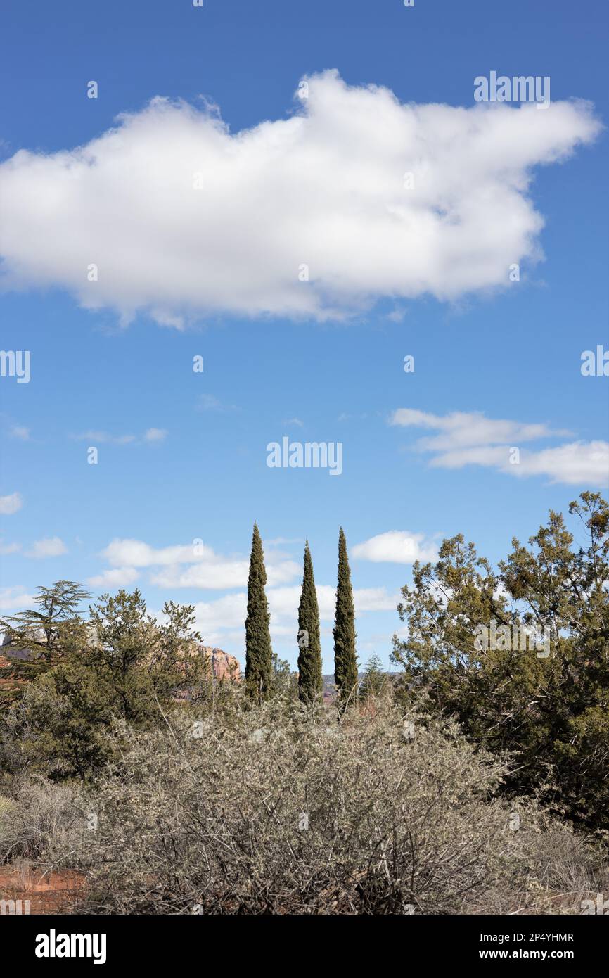 Three symmetrical tall, thin, pointed conifer trees with a white cloud above, in Sedona, Arizona. Stock Photo
