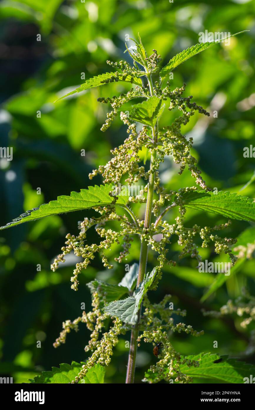 Urtica Dioica, Often Called Common Nettle, Or Stinging Nettle, Or ...